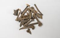 Hutia Bones Recovered from Ancient Trash Heaps