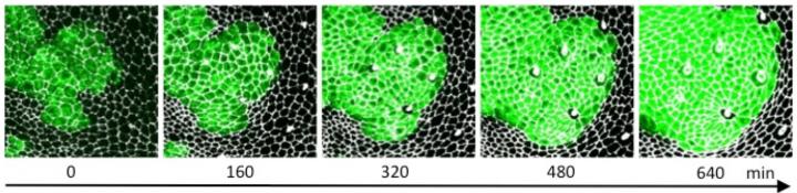 Fig.3 Competition for Space Between Oncogenic Mutant Cells and Normal Cells