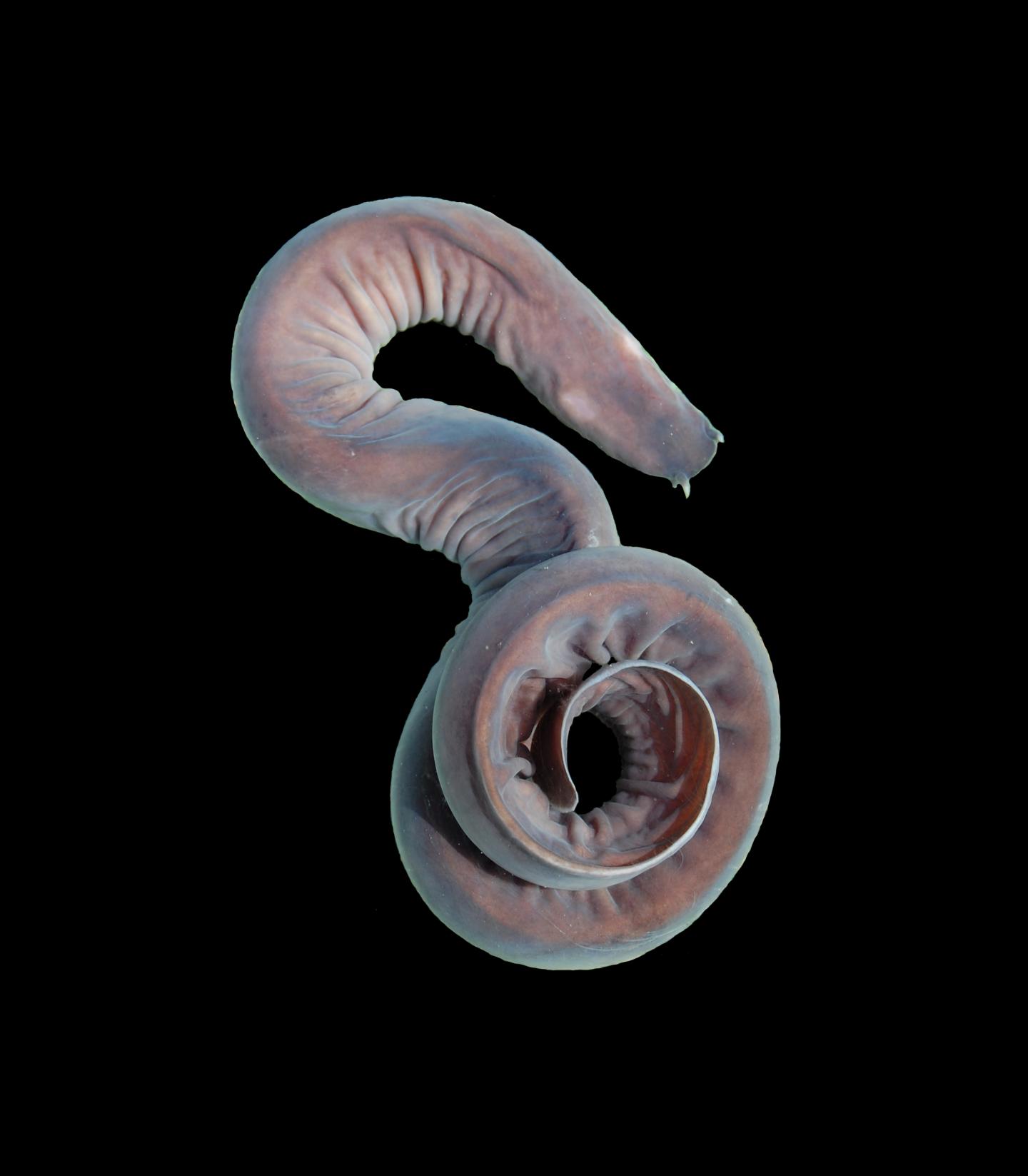 Hagfish