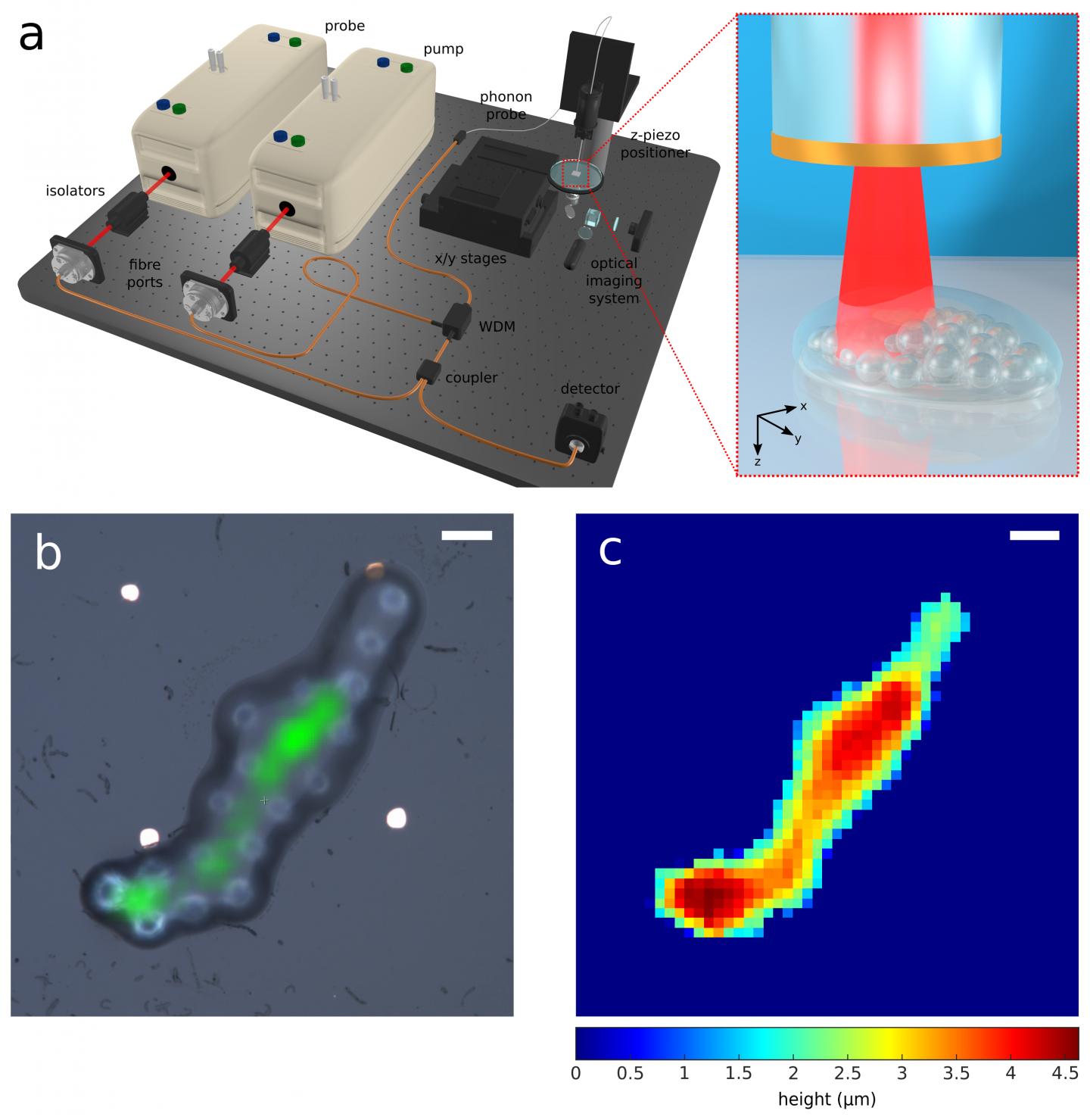 Figure | Phonon probe system design and multi-channel 3D imaging