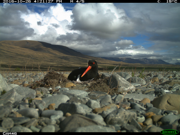 South island oystercatcher