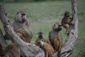 Wild yellow baboons (Papio cynocephalus)