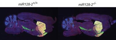 Single Neuron Seeks Just the Right Amount of One MicroRNA (4 of 4)