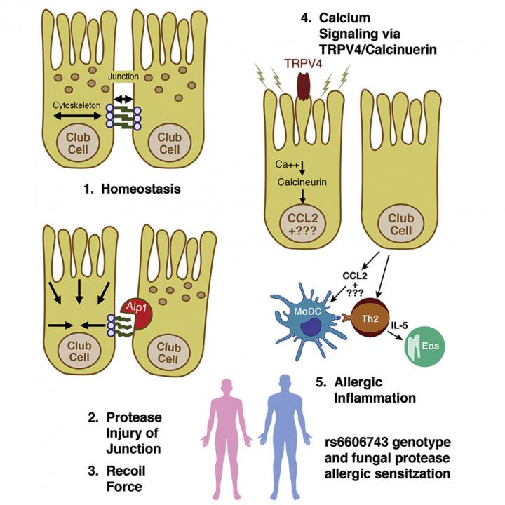 Model of Fungal Asthma Sensitization