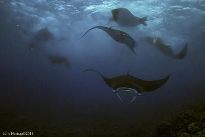 Guam Mantas