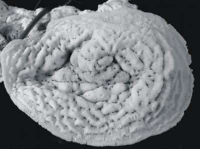 <I>Pachyseris inattesa</I> Skeleton