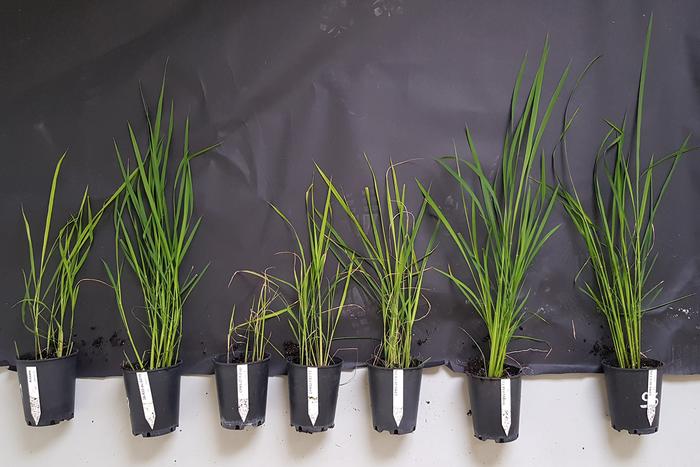 Various rice plants