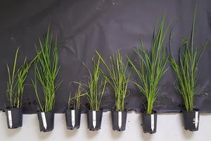 Various rice plants