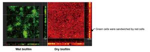 Uncovering Salmonella dry surface biofilm