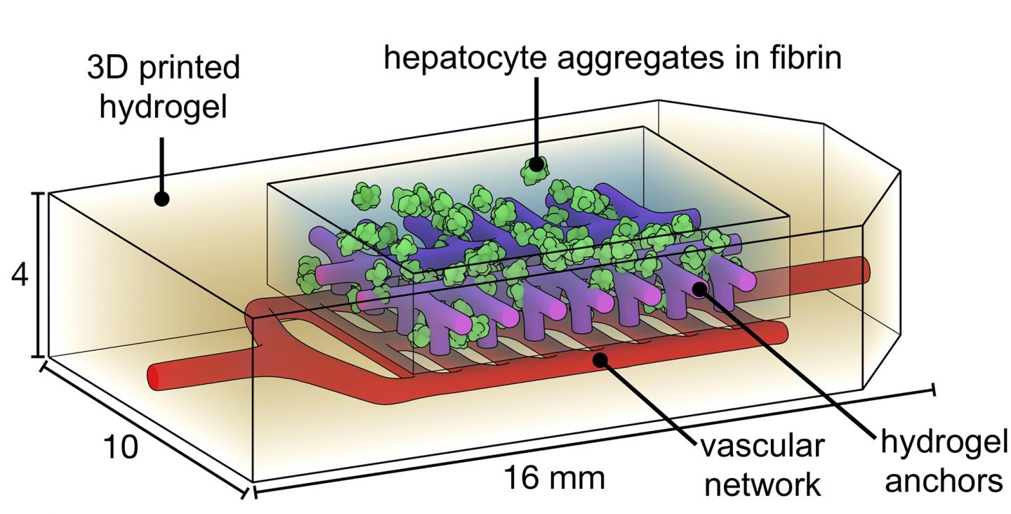 Bioprinted Hepatocyte Carriers