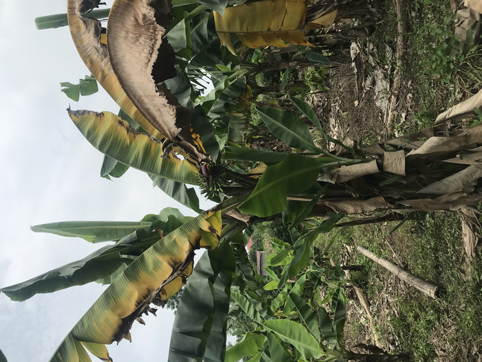 Infected with Foc bananas