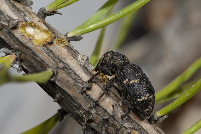 A large pine weevil feeding on Scots pine.