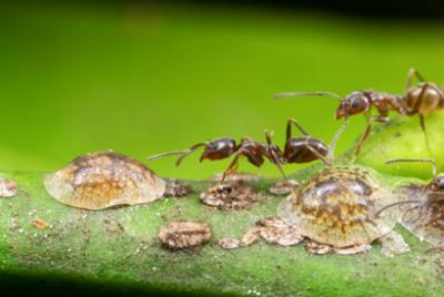 Argentine Ants -- Scale Insects