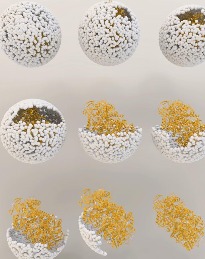 NiFe-Hydrogenase Release