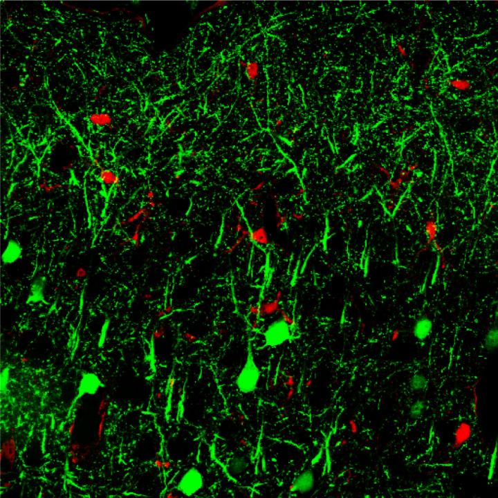 MicroRNA 142