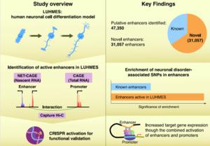 Identification of novel enhancers regulating gene expression in neuronal differentiation and neuropsychiatric disorders