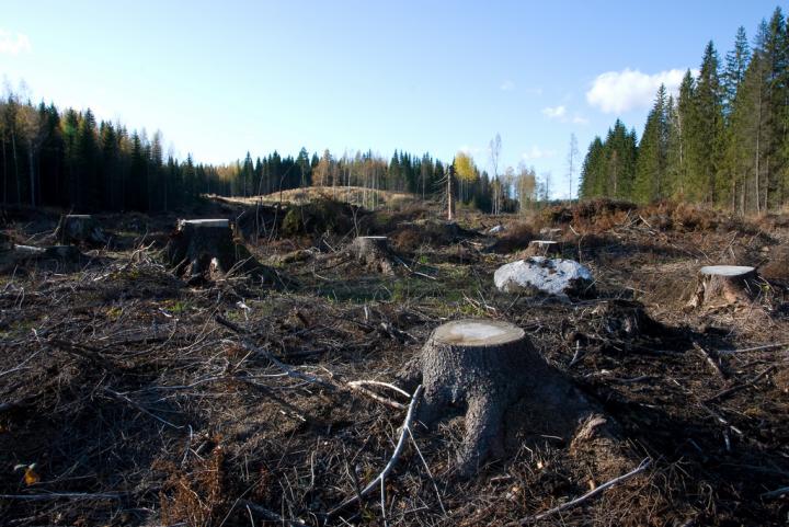 Dartmouth Clear Cutting Forest Study