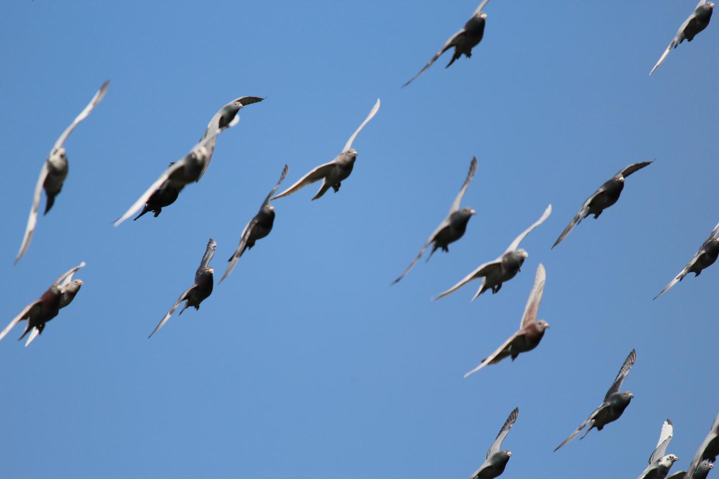 Group of Pigeons Flying