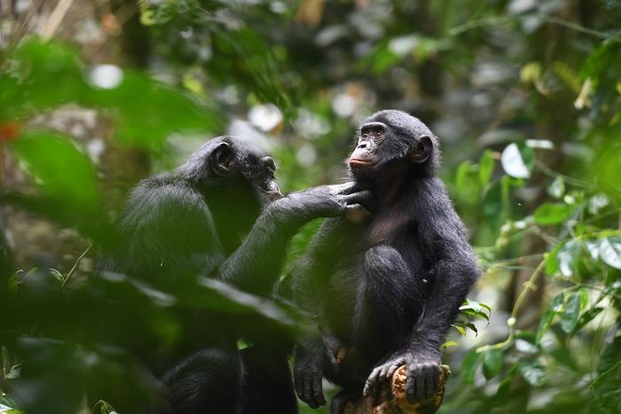 Bonobo social cooperation