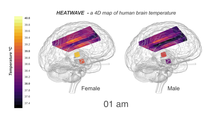 Brain temperature in males and females over two days