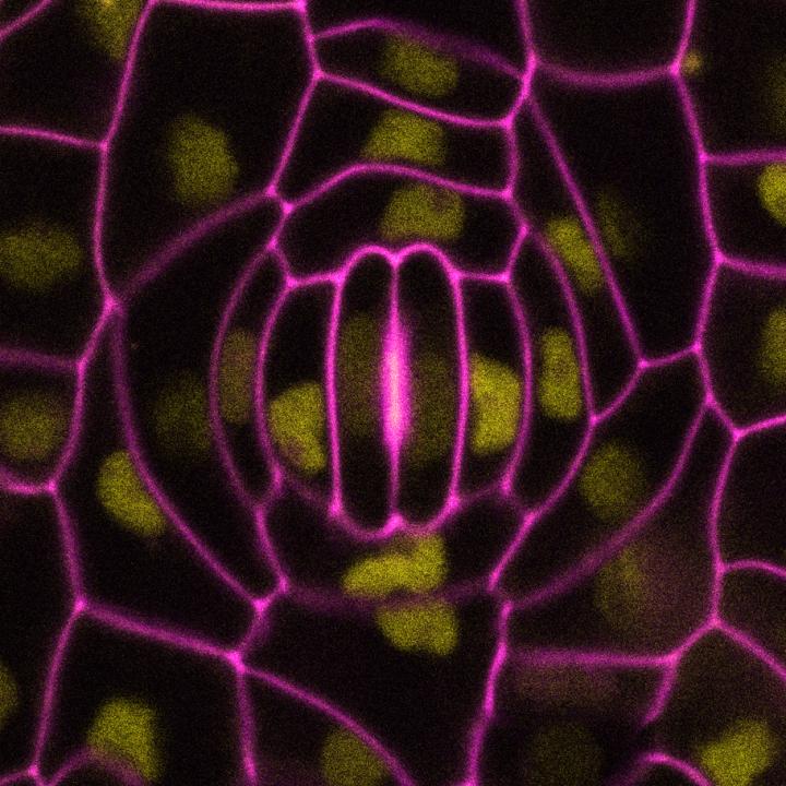 The Recipe for Especially Efficient Stomata (4 of 6)