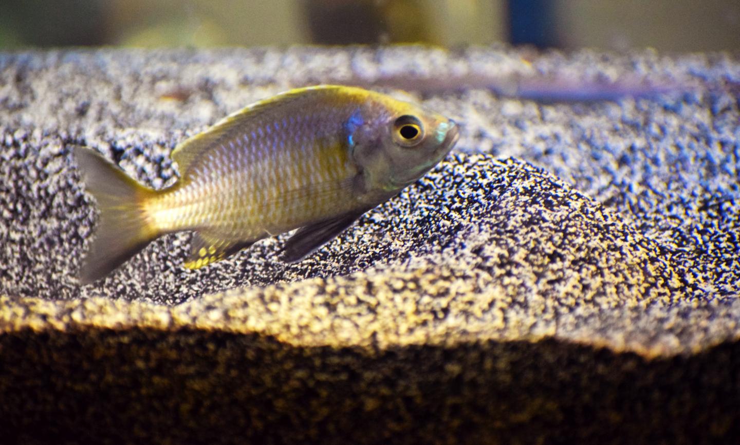 Cichlid in Lab