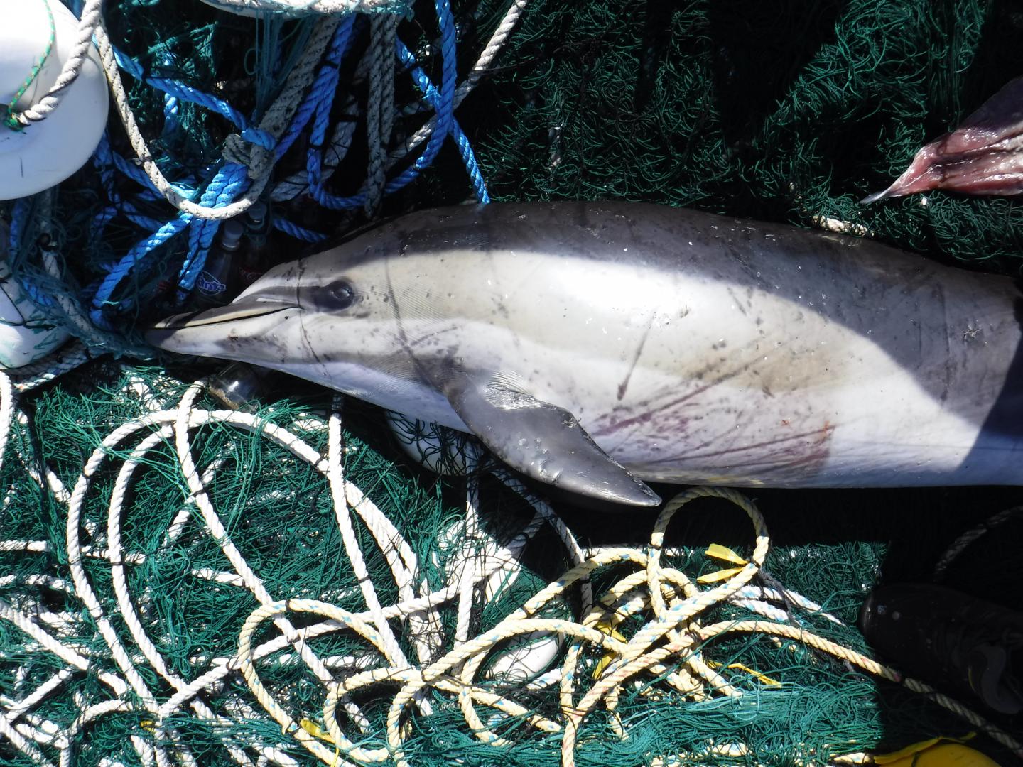 Study reveals bycatch risk for dolphins and p