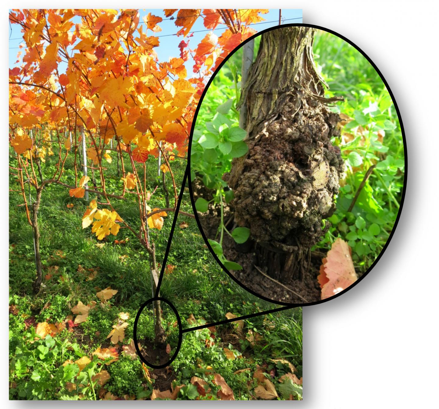 Crown Gall Tumor on Grapevine [IMAGE] EurekAlert! Science News Releases