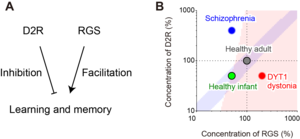 Molecular balance requirement for learning and memory.