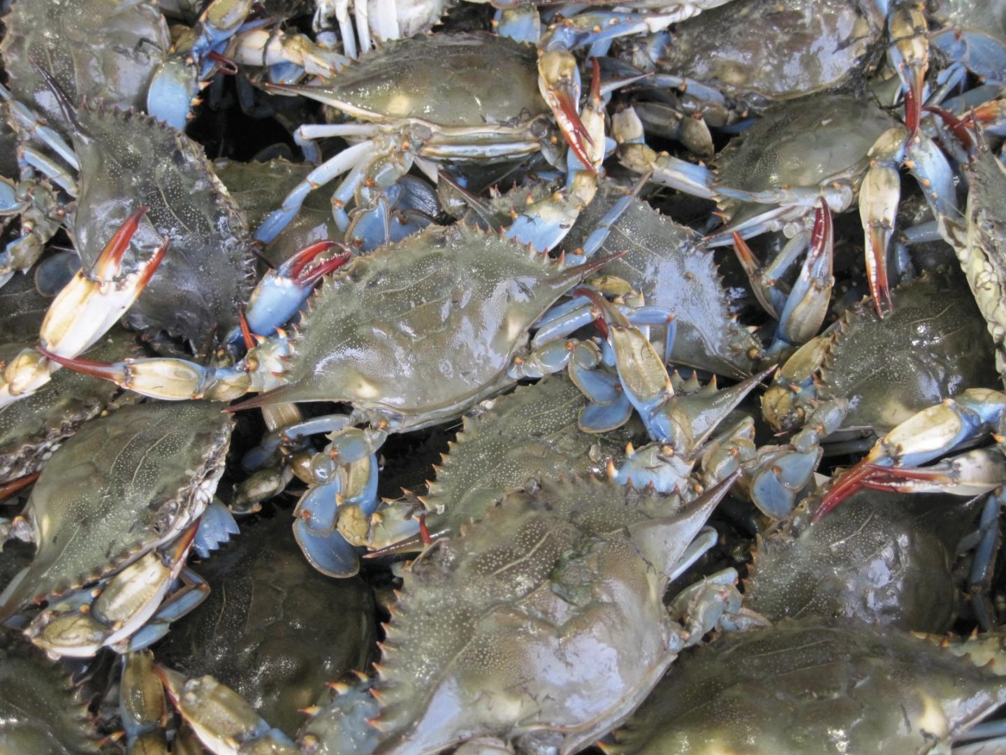 Shorter, Warmer Winters Could Lead to Longer, More Productive Blue Crab Season