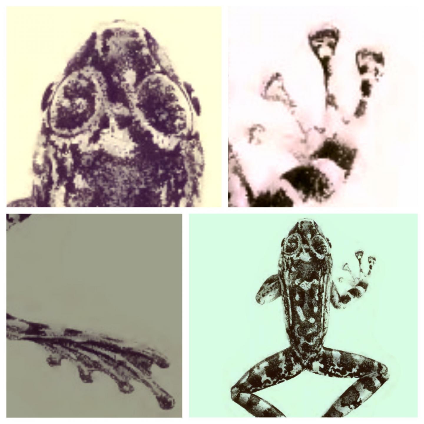 Species Overestimation