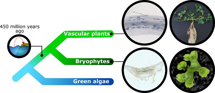 Phylogenetic tree of plants