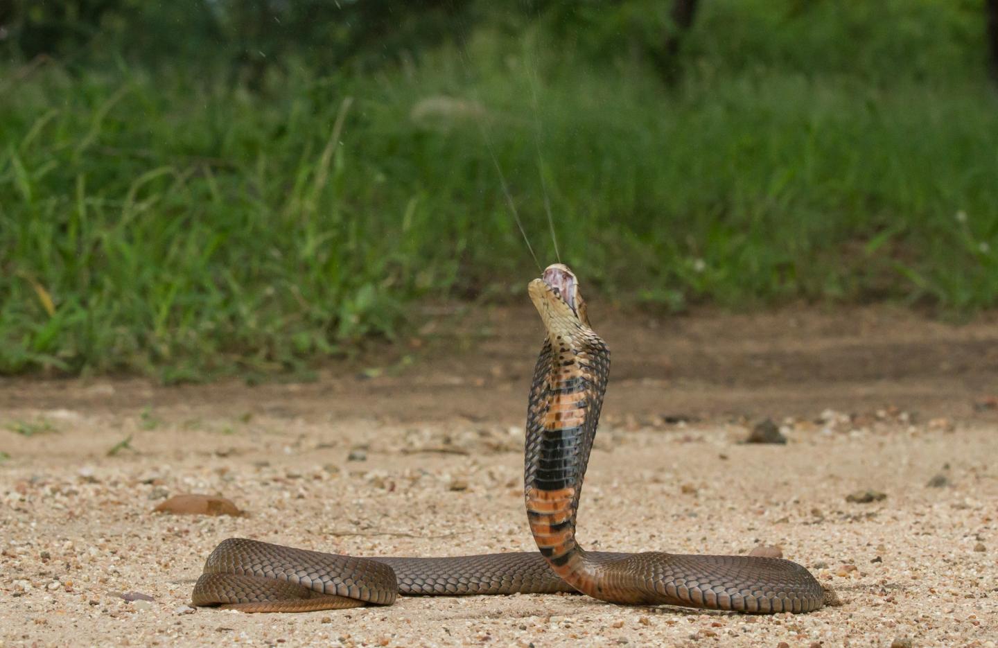 Naja mossambica from South Africa