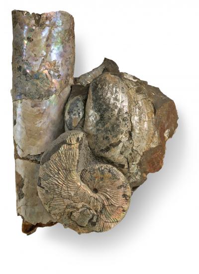 Ammonites