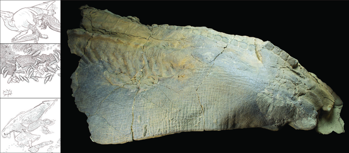 Proposed soft tissue preservational pathway based on examination of the Edmontosaurus mummy.