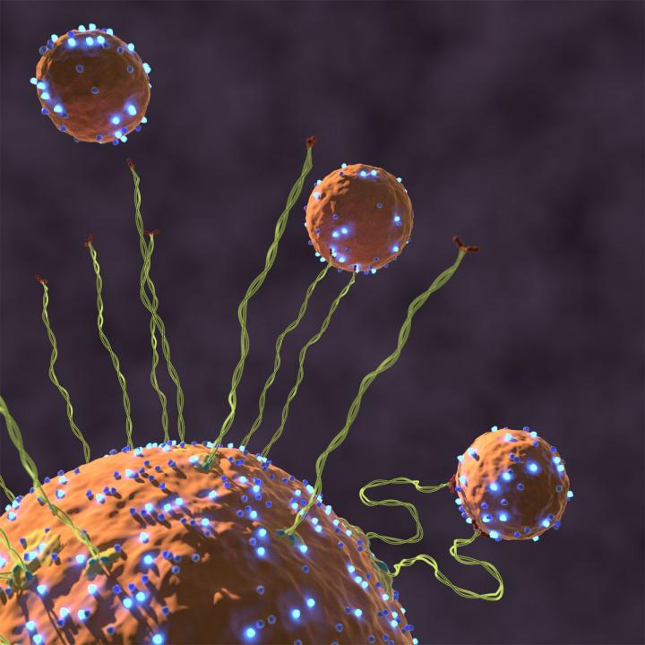 Capture of a Vesicle