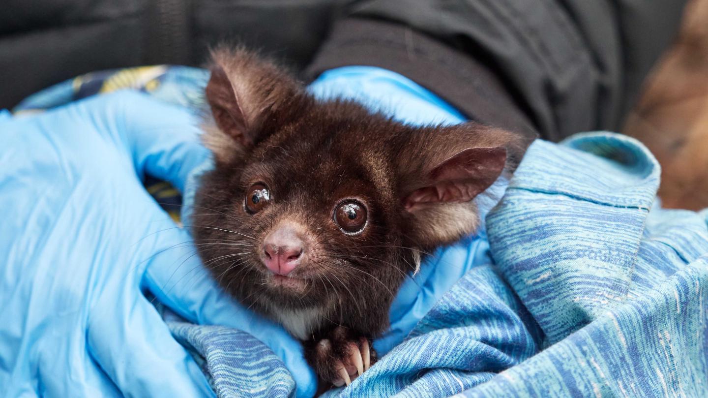 Greater Glider