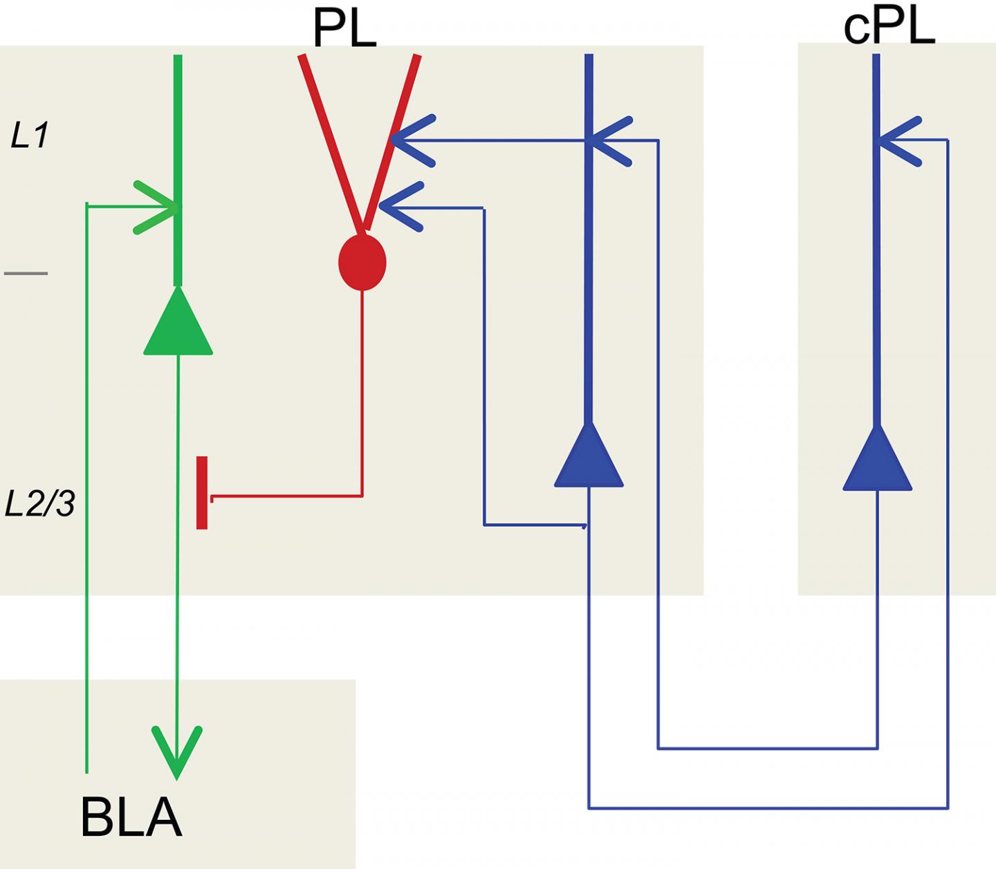Chandelier Cells Can Inhibit the Fear Reaction