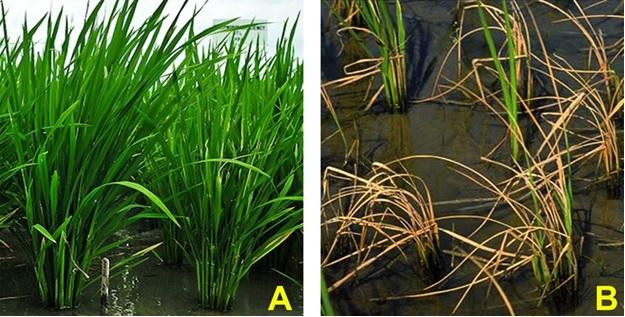 Plant growth-promoting bacteria enhance plant | EurekAlert!