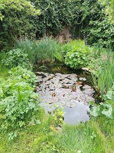 A well-vegetated Hungarian garden pond