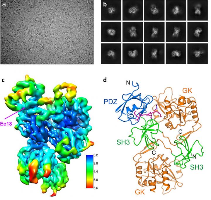 Deciphering the structure of the COVID-19 virus E protein bound to human PALS1