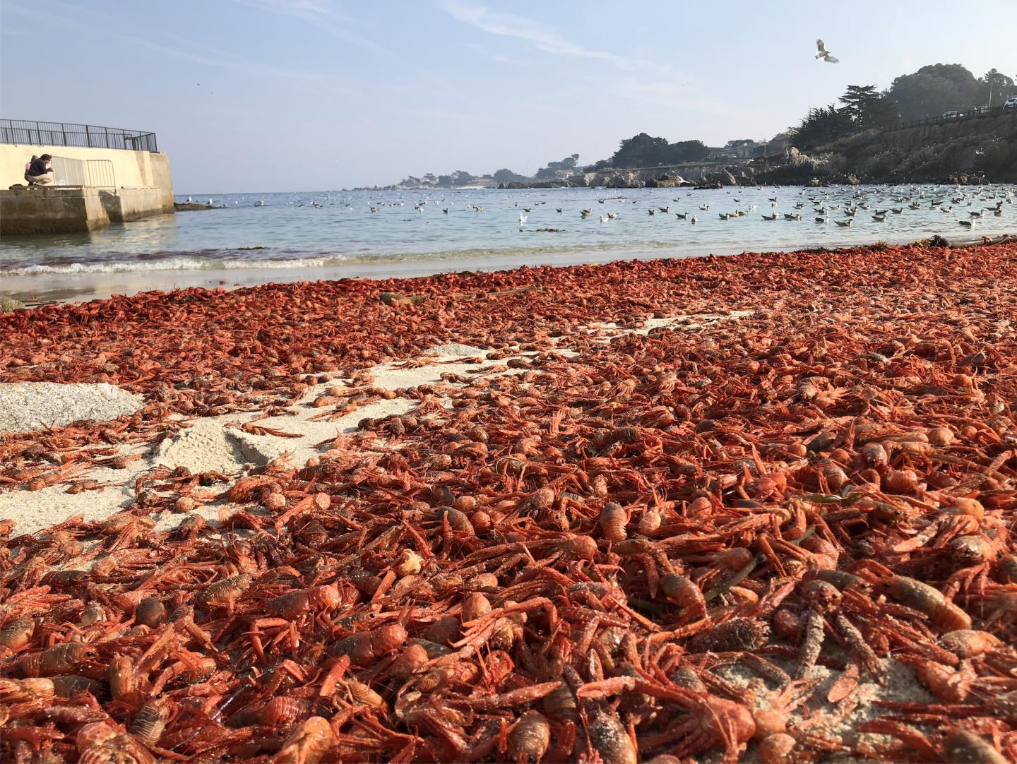 Pelagic red crab stranding