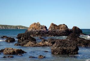 Dillon Beach mussel bed landscape