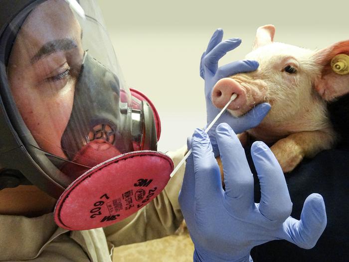 “Swine flu” strain has passed from humans to swine nearly 400 times since 2009