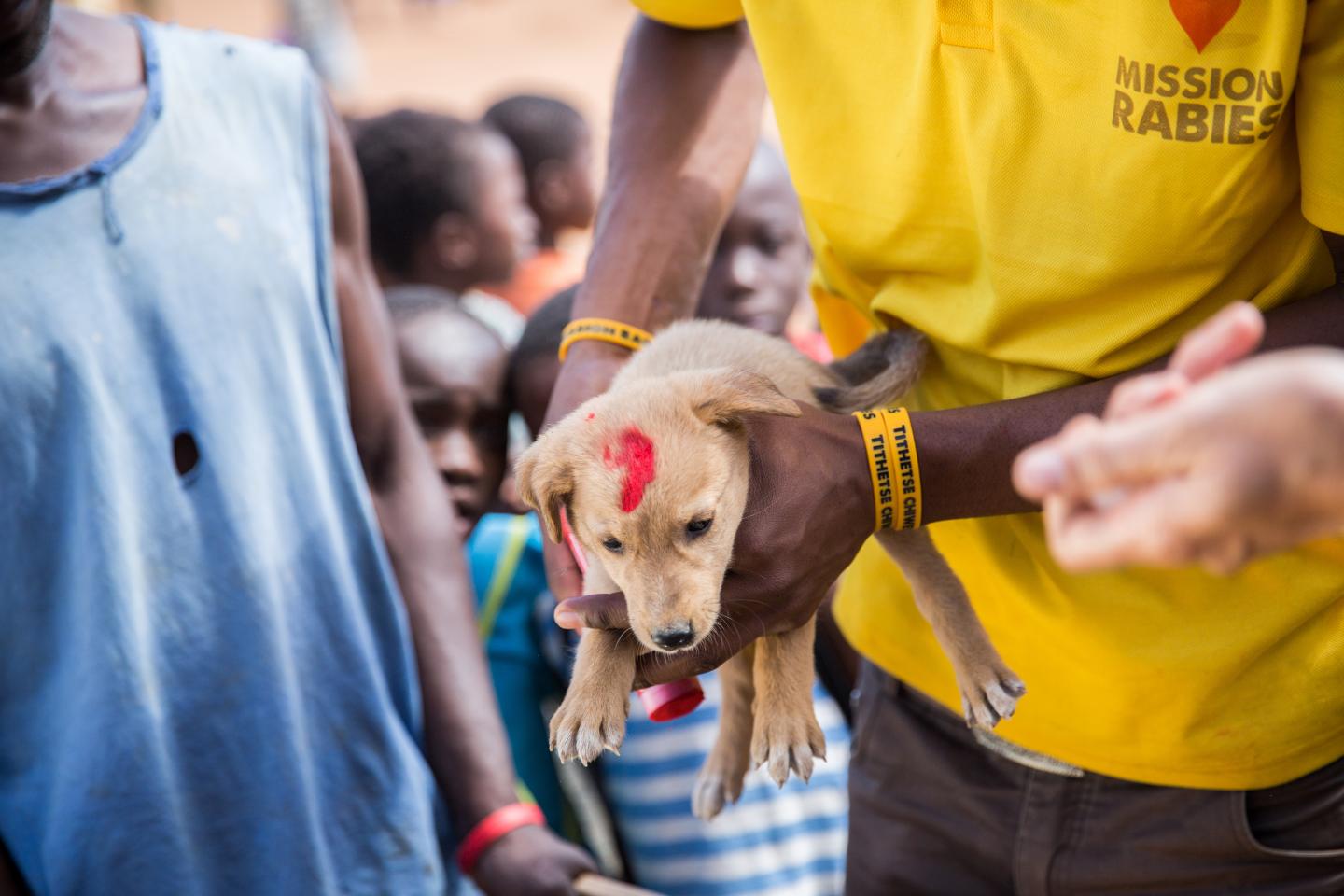 A puppy is vaccinated at static point vaccination clinic in Blantyre, Malawi