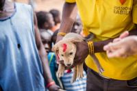 A puppy is vaccinated at static point vaccination clinic in Blantyre, Malawi