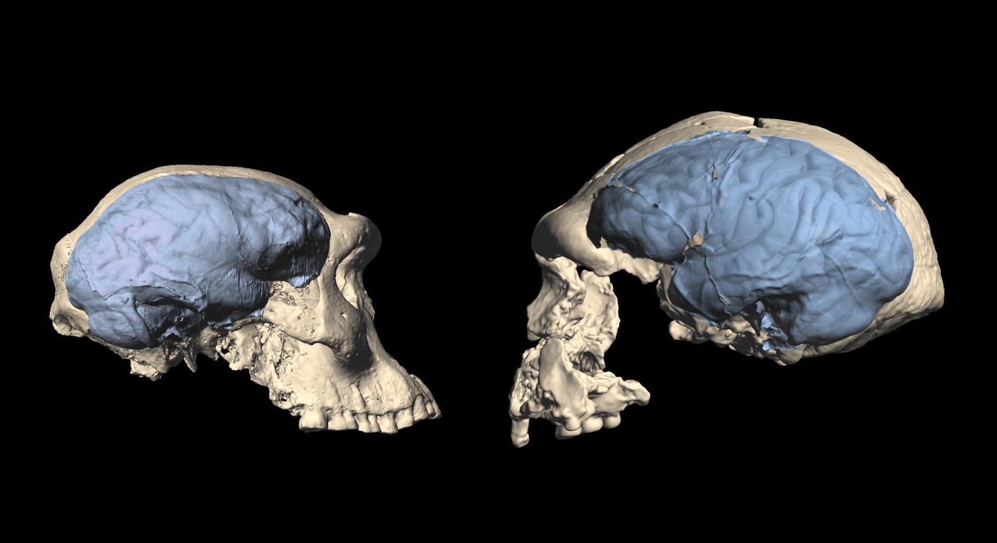 Comparison of early Homo skulls