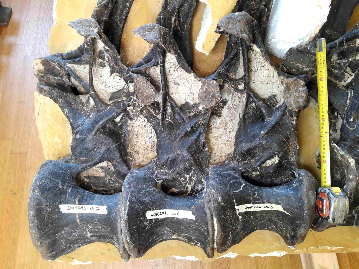Vertebrae from the torso of the long-necked dinosaur 