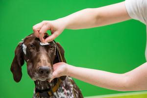 Dog preparing for an EEG test