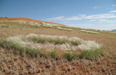 Termites Behind Desert 'Fairy Circles' (4 of 7)